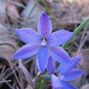 Thelymitra ixioides at Hyams Beach, NSW - suppressed