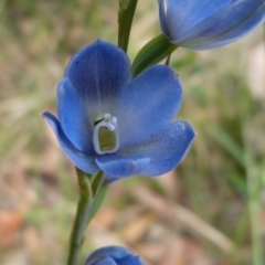 Thelymitra pauciflora (Slender Sun Orchid) at Sanctuary Point - Basin Walking Track Bushcare - 4 Nov 2012 by christinemrigg