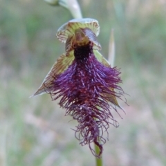 Calochilus robertsonii (Beard Orchid) at Sanctuary Point - Basin Walking Track Bushcare - 9 Apr 2016 by christinemrigg