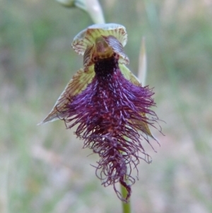 Calochilus robertsonii at Sanctuary Point, NSW - 9 Apr 2016