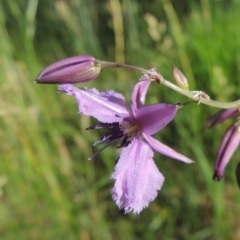 Arthropodium fimbriatum (Nodding Chocolate Lily) at Conder, ACT - 26 Nov 2014 by MichaelBedingfield