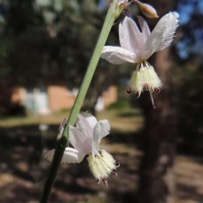 Arthropodium milleflorum (Vanilla Lily) at Pollinator-friendly garden Conder - 22 Nov 2018 by michaelb