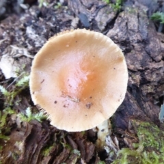 zz agaric (stem; gills white/cream) at Tidbinbilla Nature Reserve - 19 Jun 2019 by Christine