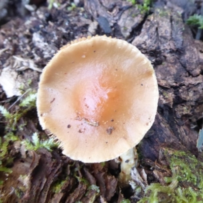 zz agaric (stem; gills white/cream) at Tidbinbilla Nature Reserve - 19 Jun 2019 by Christine