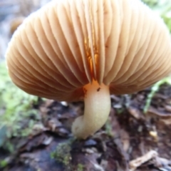 zz agaric (stem; gills white/cream) at Paddys River, ACT - 19 Jun 2019