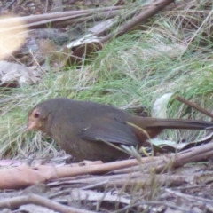 Pycnoptilus floccosus (Pilotbird) at Tidbinbilla Nature Reserve - 19 Jun 2019 by Christine