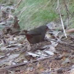 Pycnoptilus floccosus at Paddys River, ACT - 19 Jun 2019