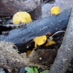 Heterotextus sp. (A yellow saprophytic jelly fungi) at Paddys River, ACT - 19 Jun 2019 by Christine
