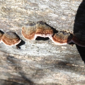 Xylobolus illudens at Paddys River, ACT - 19 Jun 2019 11:15 AM