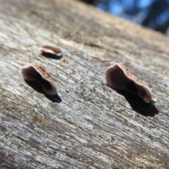 Xylobolus illudens at Paddys River, ACT - 19 Jun 2019