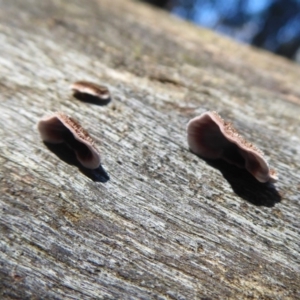 Xylobolus illudens at Paddys River, ACT - 19 Jun 2019 11:15 AM