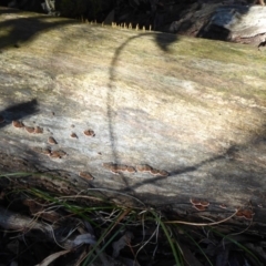 Xylobolus illudens at Paddys River, ACT - 19 Jun 2019