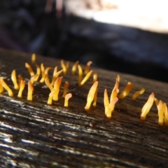 Calocera sp. (A stagshorn fungus) at Tidbinbilla Nature Reserve - 19 Jun 2019 by Christine