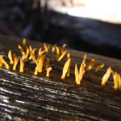 Calocera sp. (A stagshorn fungus) at Paddys River, ACT - 19 Jun 2019 by Christine
