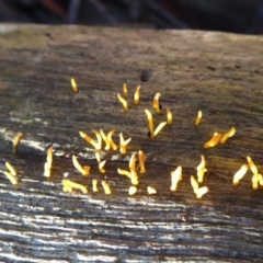 Calocera sp. at Paddys River, ACT - 19 Jun 2019 11:15 AM