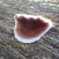 Xylobolus illudens (Purplish Stereum) at Paddys River, ACT - 19 Jun 2019 by Christine