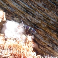 Unverified Insect at Tidbinbilla Nature Reserve - 19 Jun 2019 by Christine