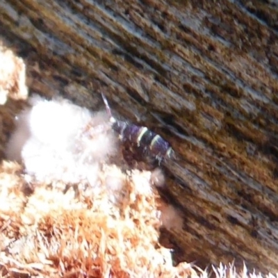 Unverified Insect at Tidbinbilla Nature Reserve - 19 Jun 2019 by Christine