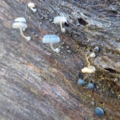 Mycena interrupta (Pixie's Parasol) at Tidbinbilla Nature Reserve - 19 Jun 2019 by Christine