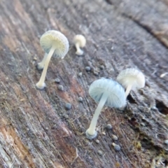 Mycena interrupta at Paddys River, ACT - 19 Jun 2019