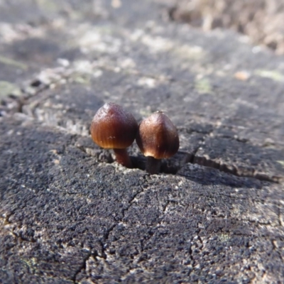 Mycena sp. (genus) (Mycena) at Paddys River, ACT - 19 Jun 2019 by Christine