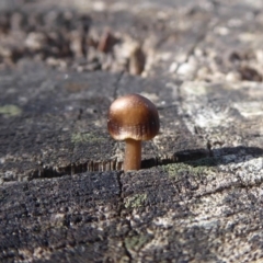 Mycena sp. at Paddys River, ACT - 19 Jun 2019 11:43 AM