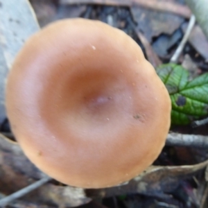 zz agaric (stem; gills white/cream) at Paddys River, ACT - 19 Jun 2019 11:51 AM