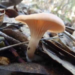 zz agaric (stem; gills white/cream) at Paddys River, ACT - 19 Jun 2019 11:51 AM