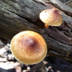 Unidentified at Tidbinbilla Nature Reserve - 19 Jun 2019 by Christine