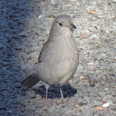 Colluricincla harmonica (Grey Shrikethrush) at Paddys River, ACT - 19 Jun 2019 by Christine