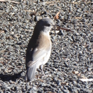 Colluricincla harmonica at Paddys River, ACT - 19 Jun 2019 12:20 PM