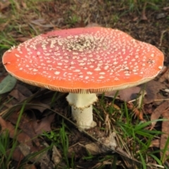 Amanita muscaria (Fly Agaric) at Fadden Hills Pond - 12 Jun 2019 by RyuCallaway