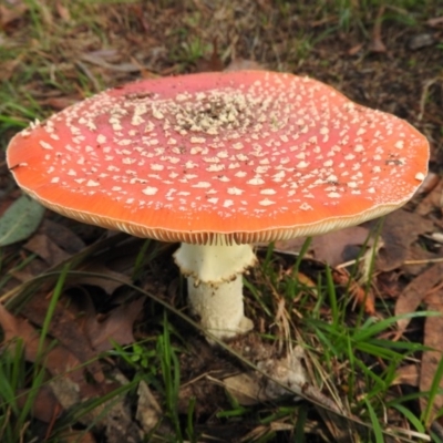 Amanita muscaria (Fly Agaric) at Fadden, ACT - 12 Jun 2019 by ArcherCallaway