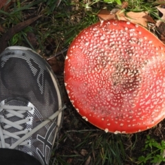 Amanita muscaria at Fadden, ACT - 12 Jun 2019 10:05 AM