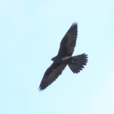 Falco subniger (Black Falcon) at Tidbinbilla Nature Reserve - 19 Jun 2019 by ArcherCallaway