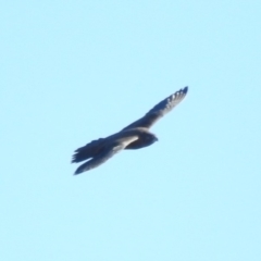 Falco subniger at Paddys River, ACT - 19 Jun 2019 10:18 AM