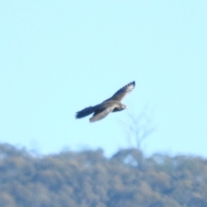 Falco subniger at Paddys River, ACT - 19 Jun 2019 10:18 AM