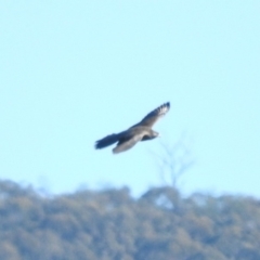 Falco subniger at Paddys River, ACT - 19 Jun 2019