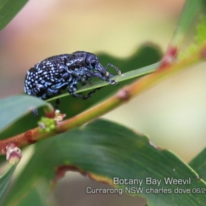 Chrysolopus spectabilis at Beecroft Peninsula, NSW - 13 Jun 2019