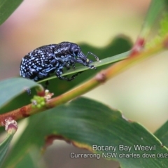 Chrysolopus spectabilis (Botany Bay Weevil) at Beecroft Peninsula, NSW - 12 Jun 2019 by Charles Dove