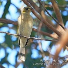 Ptilotula fusca (Fuscous Honeyeater) at Beecroft Peninsula, NSW - 13 Jun 2019 by CharlesDove