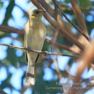 Ptilotula fusca at Beecroft Peninsula, NSW - 13 Jun 2019