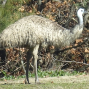 Dromaius novaehollandiae at Paddys River, ACT - 19 Jun 2019 01:29 PM