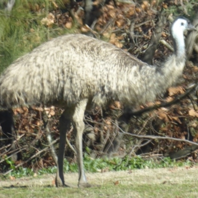 Dromaius novaehollandiae (Emu) at Cotter Reserve - 19 Jun 2019 by Christine