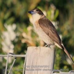 Cracticus torquatus (Grey Butcherbird) at Ulladulla - Warden Head Bushcare - 11 Jun 2019 by Charles Dove