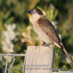 Cracticus torquatus (Grey Butcherbird) at Coomee Nulunga Cultural Walking Track - 11 Jun 2019 by Charles Dove