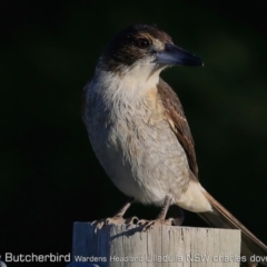 Cracticus torquatus at Ulladulla - Warden Head Bushcare - 12 Jun 2019 12:00 AM