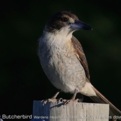 Cracticus torquatus at Ulladulla - Warden Head Bushcare - 12 Jun 2019