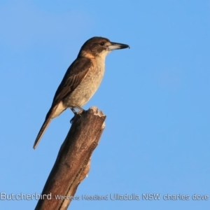 Cracticus torquatus at Ulladulla - Warden Head Bushcare - 12 Jun 2019 12:00 AM
