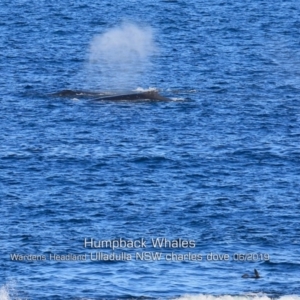 Megaptera novaeangliae at Ulladulla, NSW - 12 Jun 2019